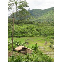 paddy field area.jpg